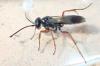 Agenioideus cinctellus